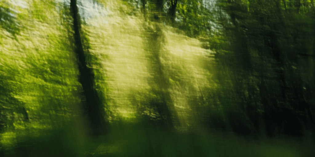 celestial lamb Forest scenery creating an atmospheric s cf ced f aa daecccb